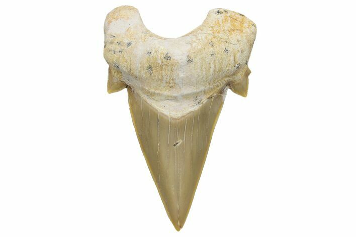 Fossil Shark Tooth (Otodus) - Morocco #226902